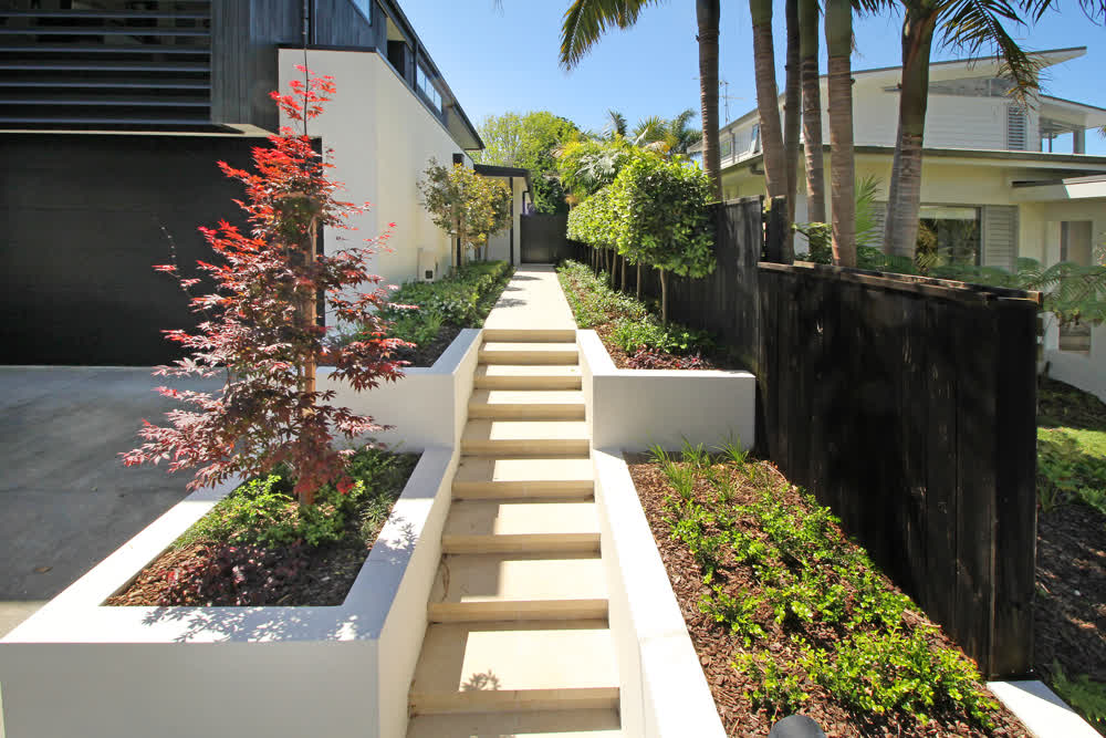 Japanese maple tree, hedges, and garden beds in planter boxes